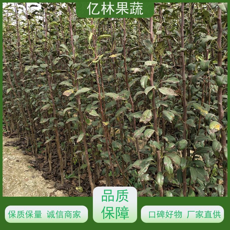 基地供应 秋彤桃 园林绿化果树苗 抗寒能力强 果实饱满味道好