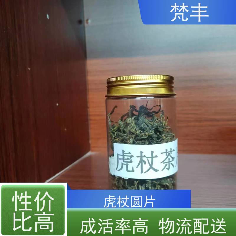 梵丰 虎杖种植技术 手选大片原材料 欢迎来电洽谈