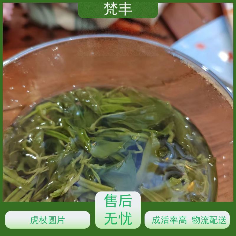 梵丰 虎杖种植技术 各种规格支持过筛 长期供应 诚信经营