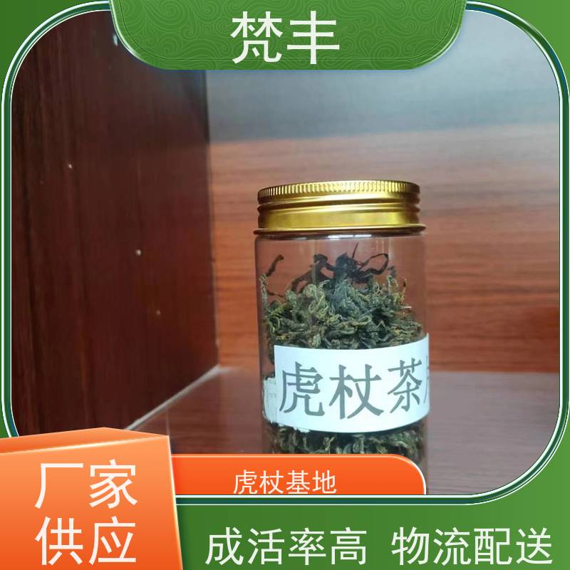 梵丰 虎杖专用除草剂 中药材苗容易种活 欢迎来电洽谈