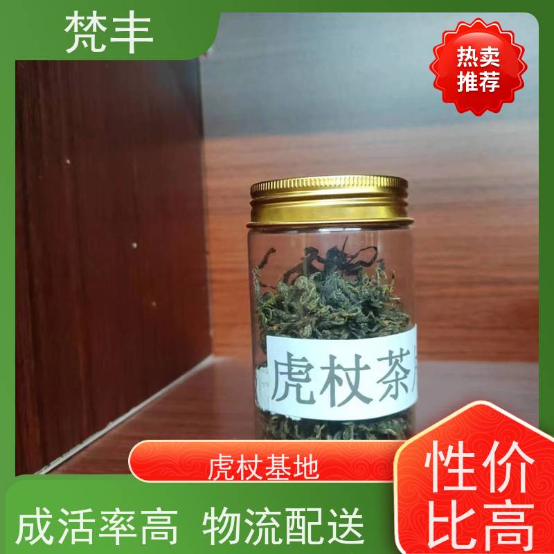梵丰 虎杖基地 现挖 好种 易成活 长期供应 诚信经营
