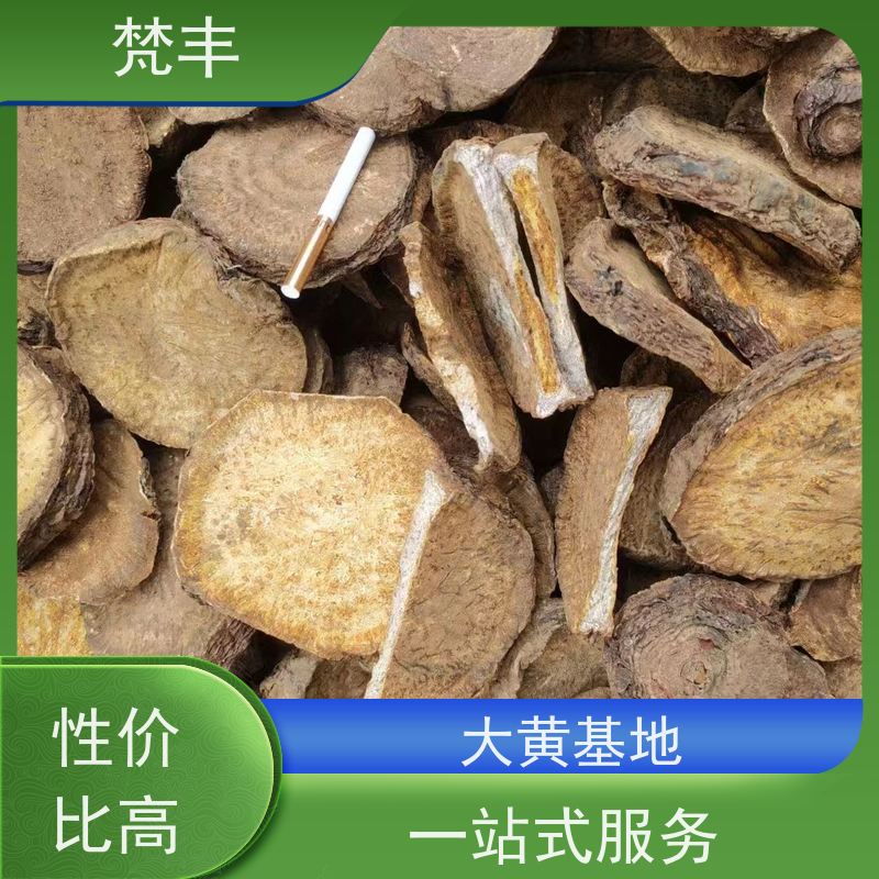 梵丰 大黄驯化种子 抗虫害全国发货 库存充足 成活率高