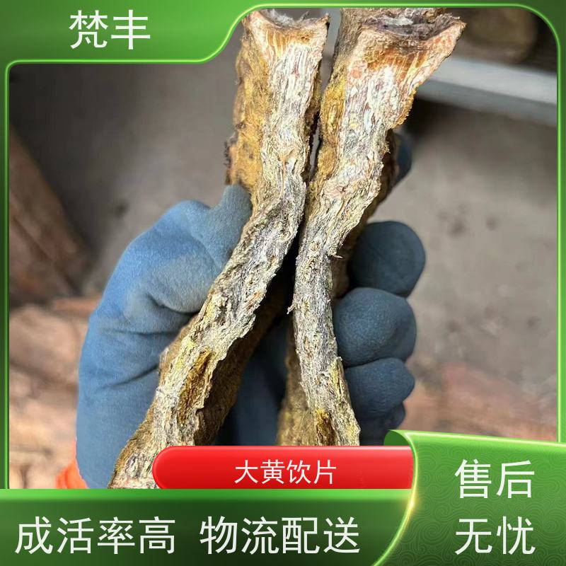 梵丰 大黄驯化种子 抗虫害全国发货 基地直发 供货及时