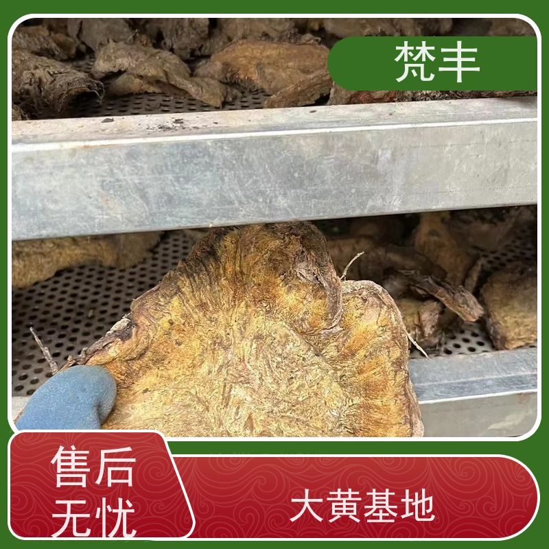 梵丰 大黄驯化技术 手选大片原材料 长期供应 诚信经营