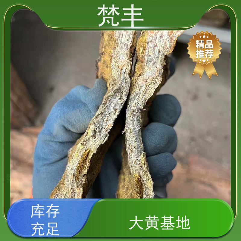 梵丰 马蹄大黄苗 手选大片原材料 欢迎来电洽谈