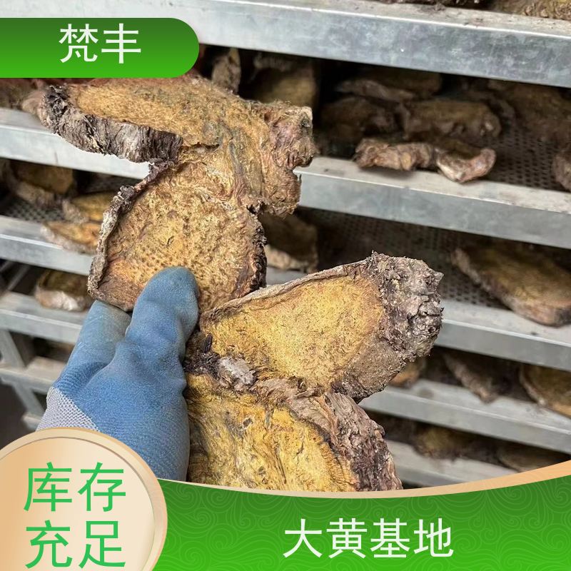 梵丰 大黄育苗 手选大片原材料 长期供应 诚信经营