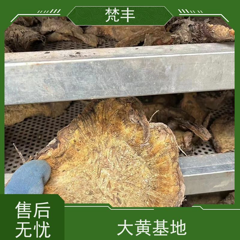 梵丰 大黄施肥 中药材苗容易种活 基地直发 供货及时