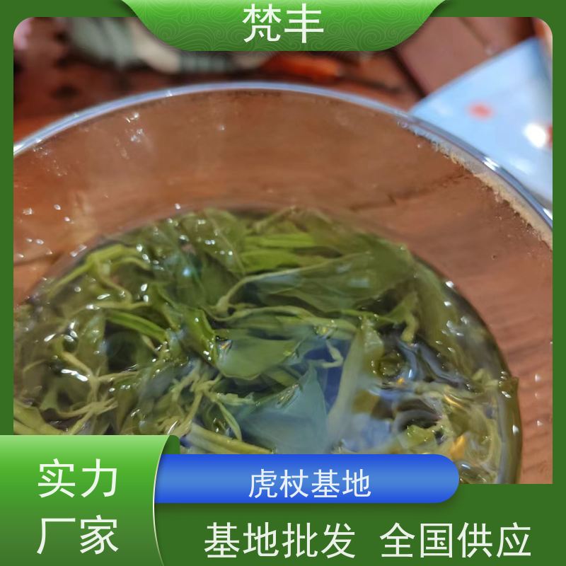 梵丰 虎杖管理方法 原产地 种植基地 在线接单 物流配送 