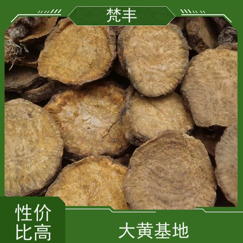 梵丰 大黄种植技术 成活率高 品质好 基地直发 供货及时