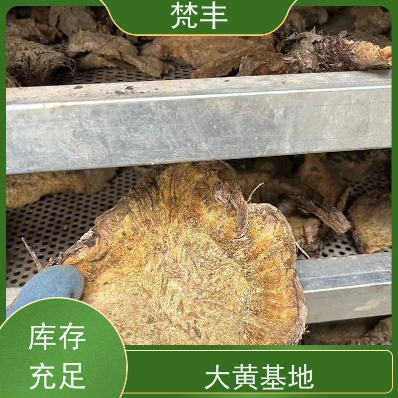梵丰 大黄种植技术 手选大片原材料 库存充足 成活率高