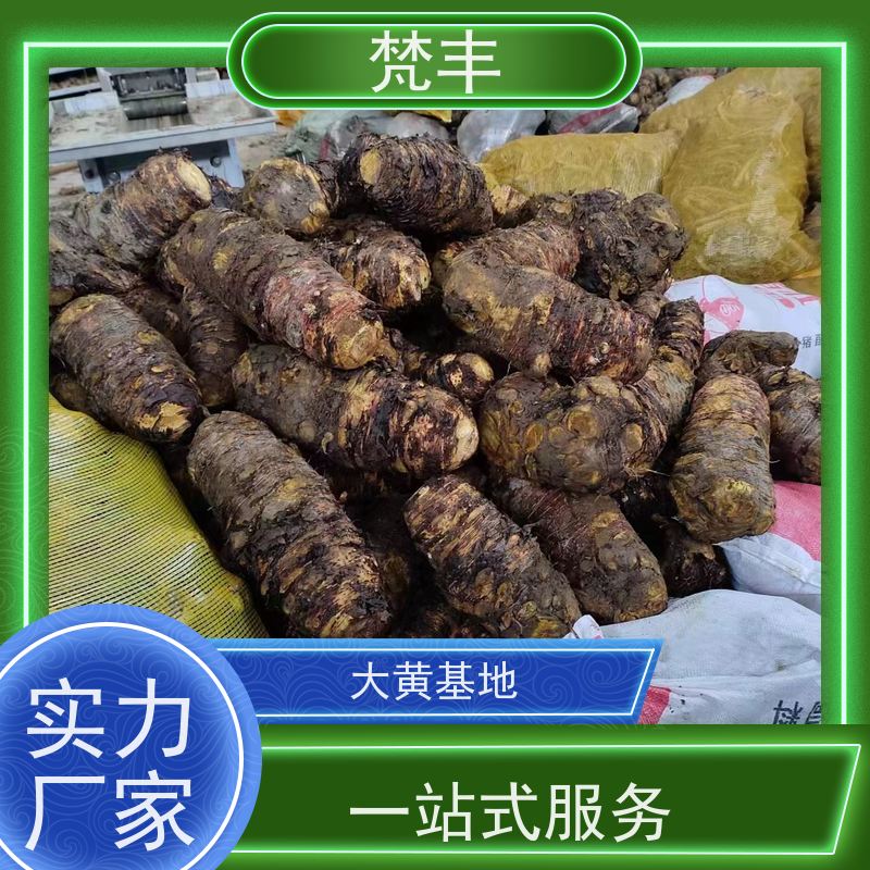 梵丰 大黄种植技术 中药材苗容易种活 长期供应 诚信经营