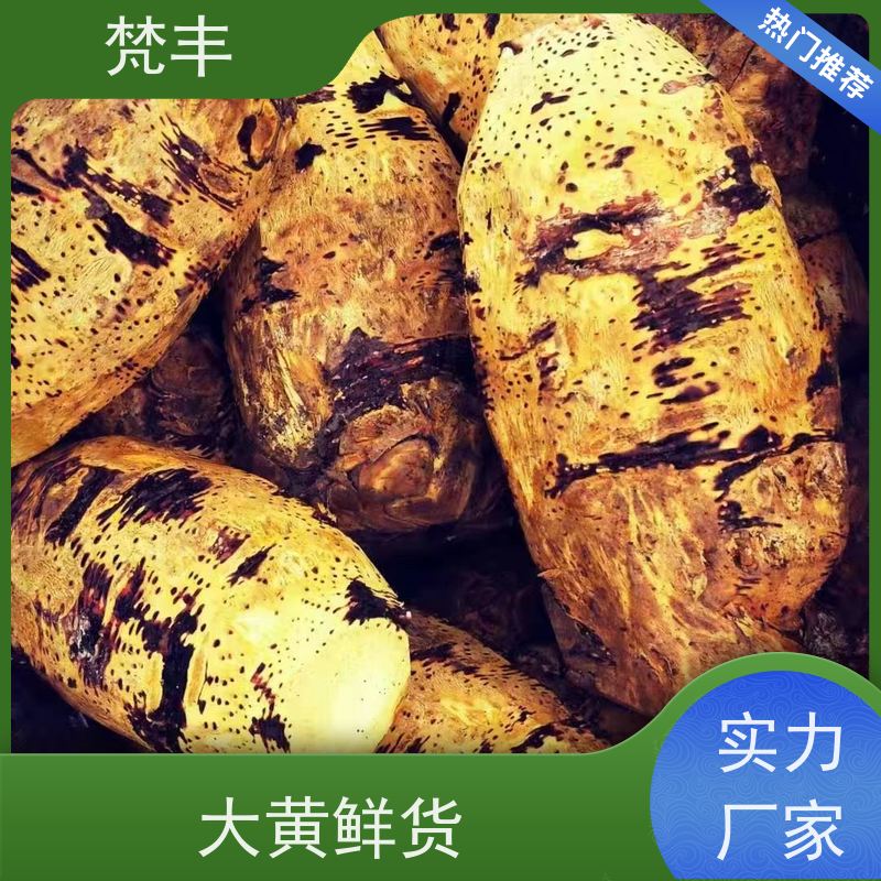 梵丰 大黄回收 各种规格支持过筛 库存充足 切片加工
