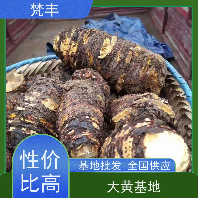 梵丰 大黄管理方法 抗虫害全国发货 库存充足 切片加工