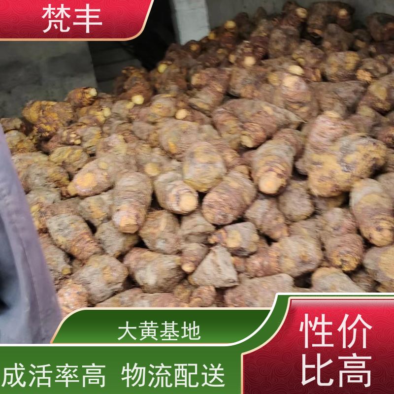 梵丰 大黄管理方法 手选大片原材料 在线接单 物流配送 