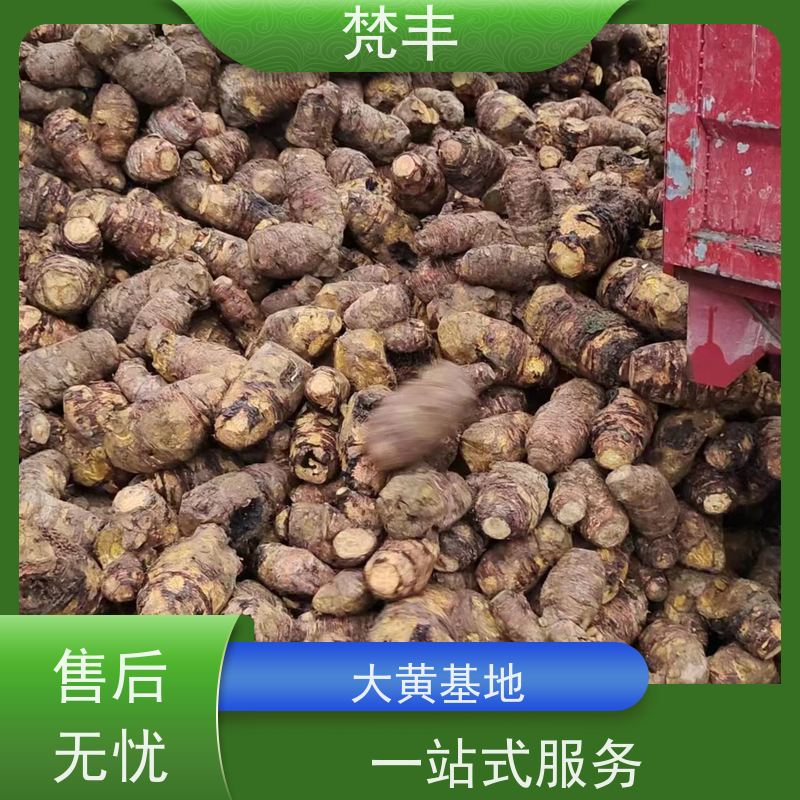 梵丰 大黄专用除草剂 中药材苗容易种活 长期供应 诚信经营