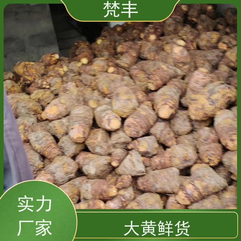 梵丰 大黄种植 抗虫害全国发货 基地直发 供货及时