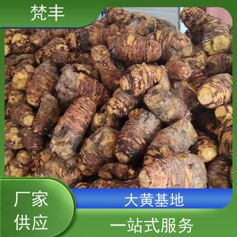 梵丰 大黄管理方法 现挖 好种 易成活 库存充足 厂家供应
