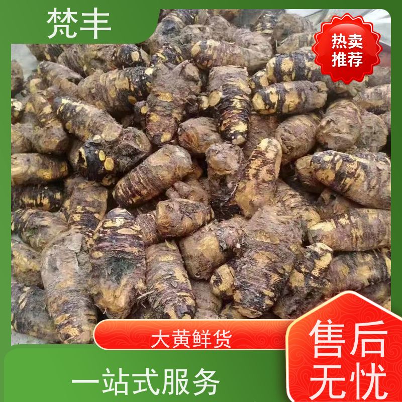 梵丰 大黄鲜货 手选大片原材料 基地直发 供货及时