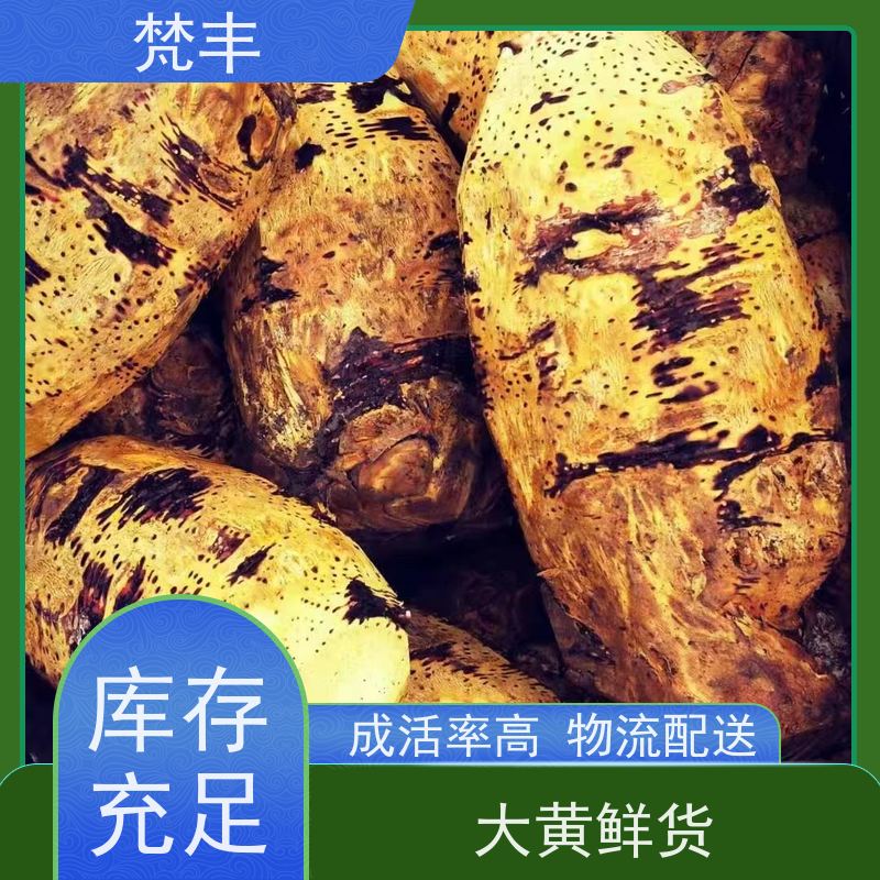 梵丰 大黄驯化苗 抗虫害全国发货 在线接单 物流配送 