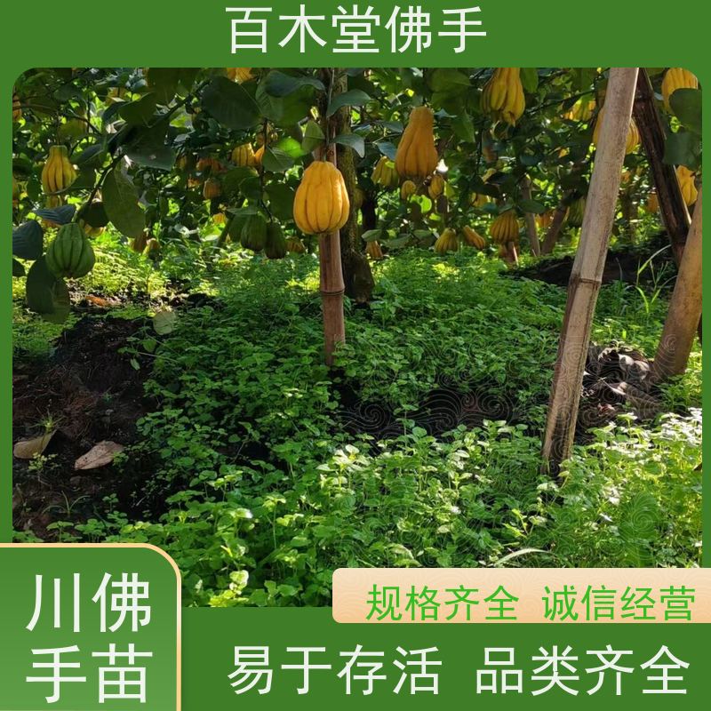百木堂 广佛手苗 植株茂密 生长迅速 道路绿化行道苗