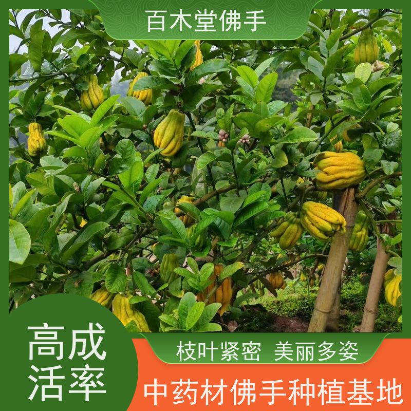 百木堂 金佛手苗 枝叶紧密 美丽多姿 道路绿化行道苗