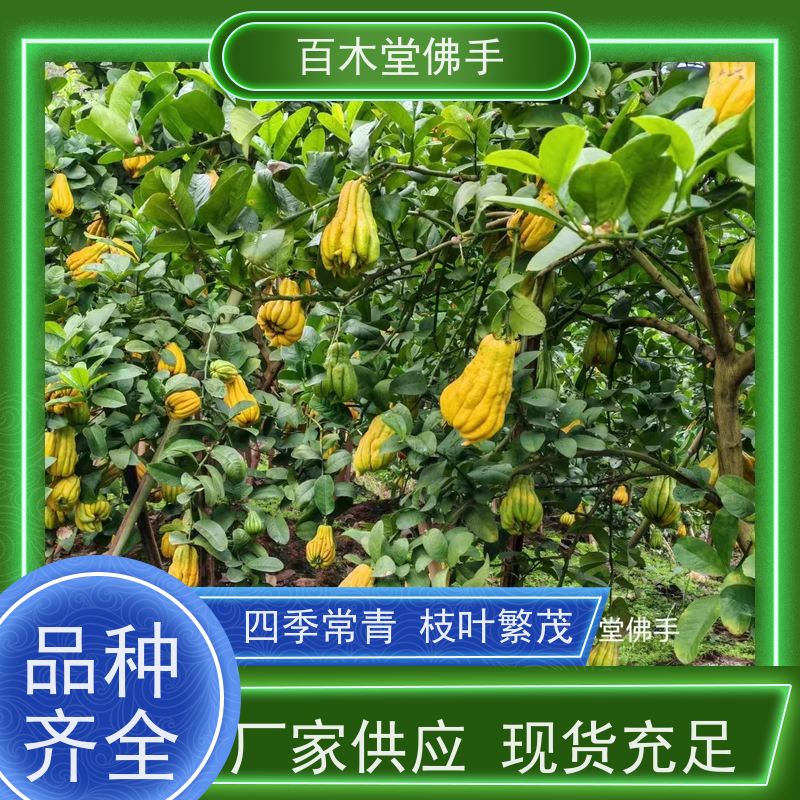 百木堂 广佛手苗 观赏植物 附加值高 城市景观绿化树 