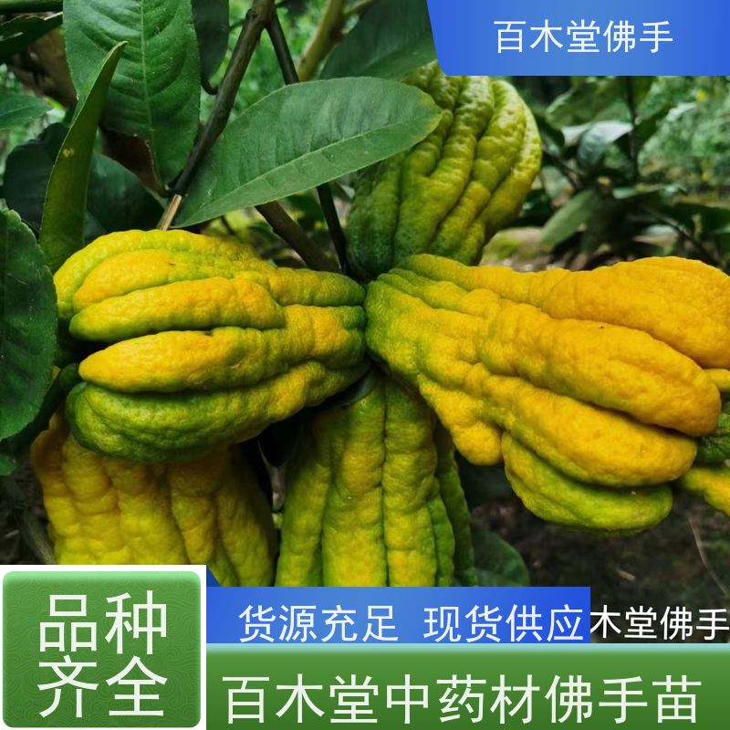 百木堂 川佛手苗种植技术 适用性强 规格齐全 用于室内外盆景