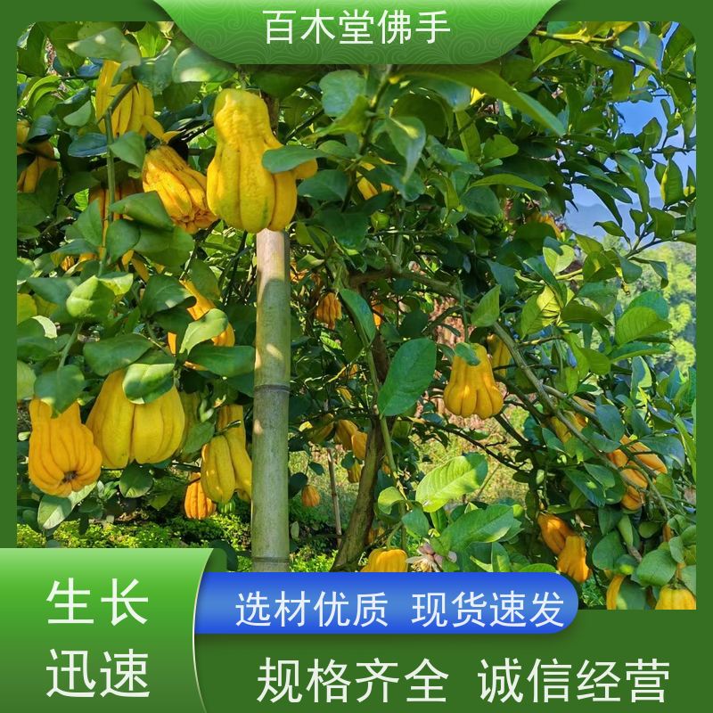 百木堂种苗基地直供中药材佛手苗树形丰富 美丽多姿