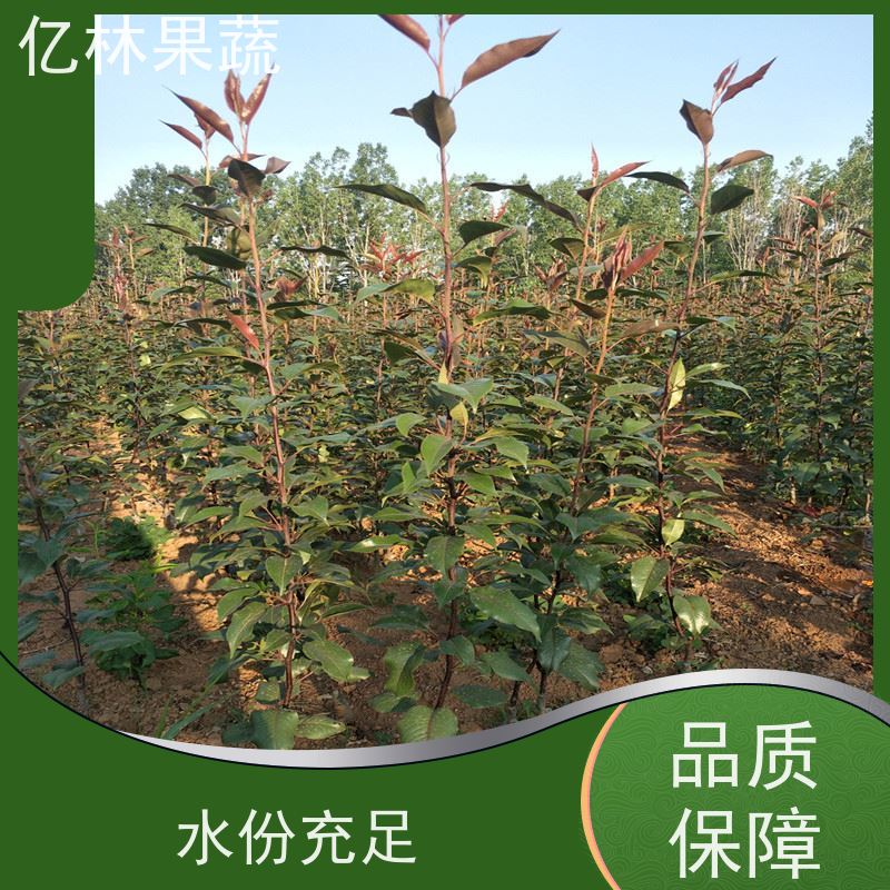 亿林苗木 黄桃苗 特产果树桃幼苗 根系饱满成活率高