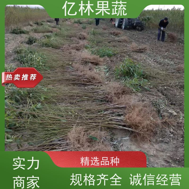 基地供应 秋彤桃 盆栽地栽庭院桃树苗苗 根系饱满成活率高