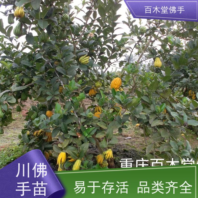 百木堂 广佛手苗 产量高 用途广泛 用于庭院装饰