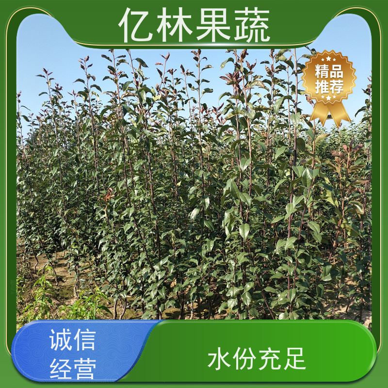 基地供应 园林嫁接桃苗 现挖现发 口感香甜 成活率高