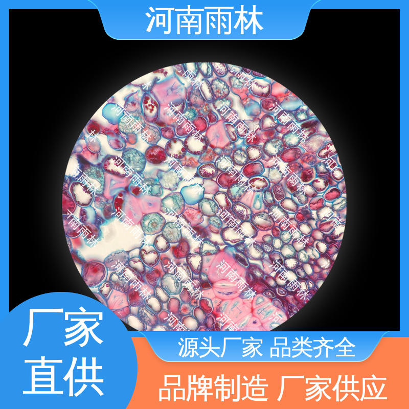雨林教育 个性化定做 可后期加工 品质优良 实验标本