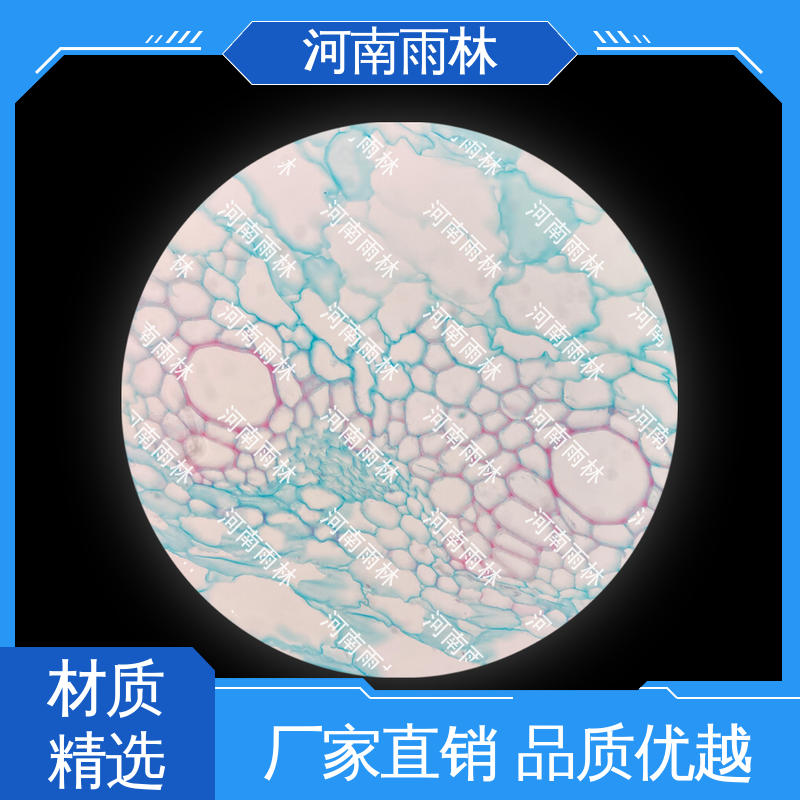 显微切片 可后期加工 支持定制 细胞清晰 雨林教育工程