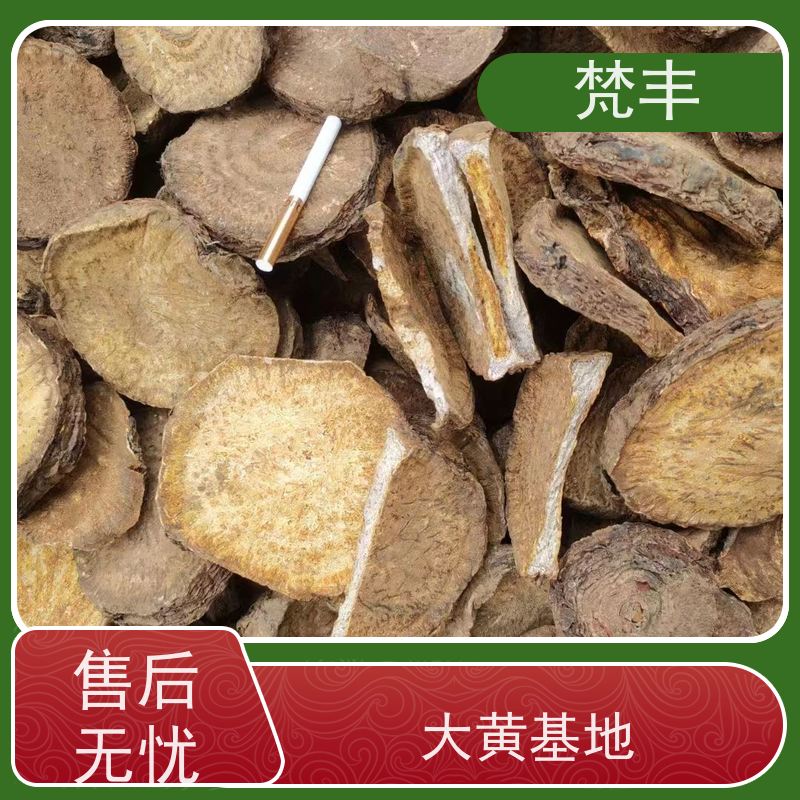 梵丰 大黄管理方法 现挖 好种 易成活 基地直发 供货及时