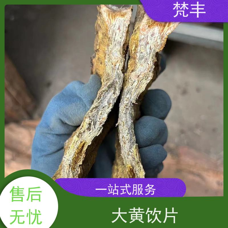 梵丰 大黄种子 抗虫害全国发货 库存充足 成活率高