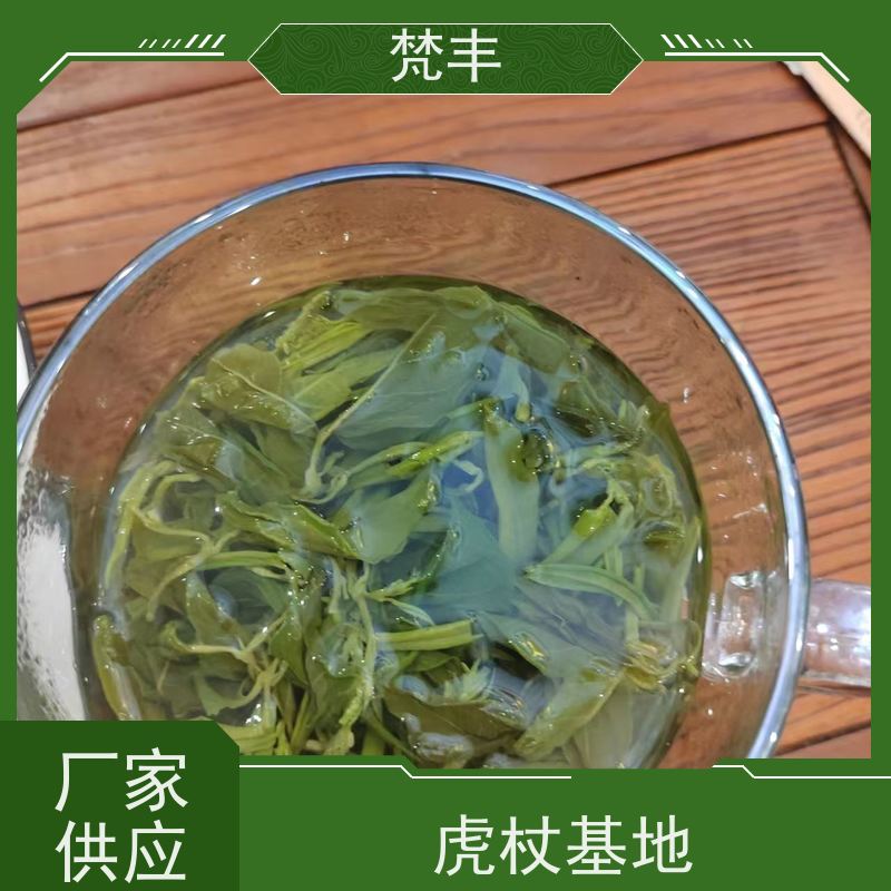 梵丰 虎杖种植技术 现挖 好种 易成活 库存充足 厂家供应
