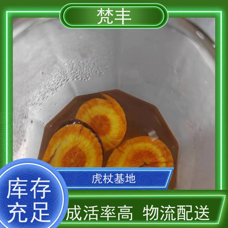 梵丰 虎杖驯化技术 手选大片原材料 长期供应 诚信经营