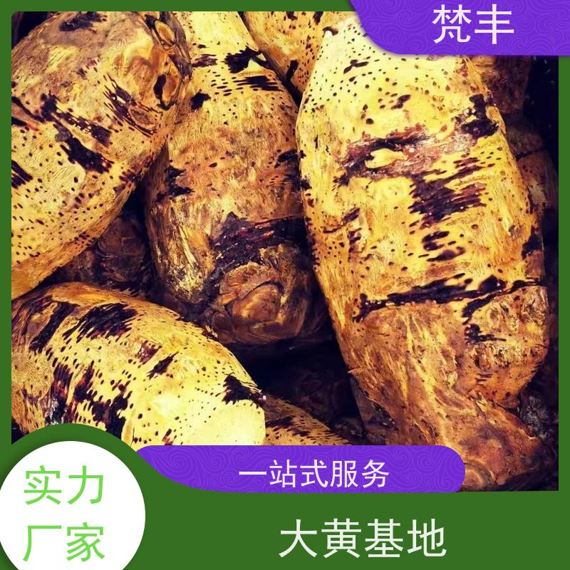 梵丰 大黄驯化技术 中药材苗容易种活 库存充足 成活率高