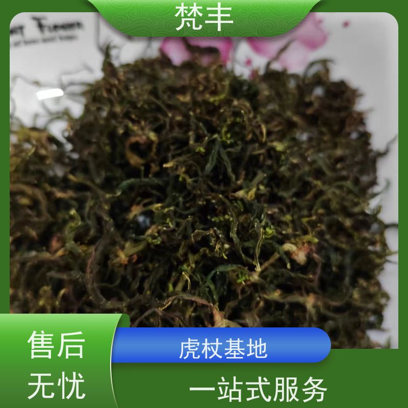 梵丰 虎杖驯化苗 阴凉处储存 基地直发 供货及时