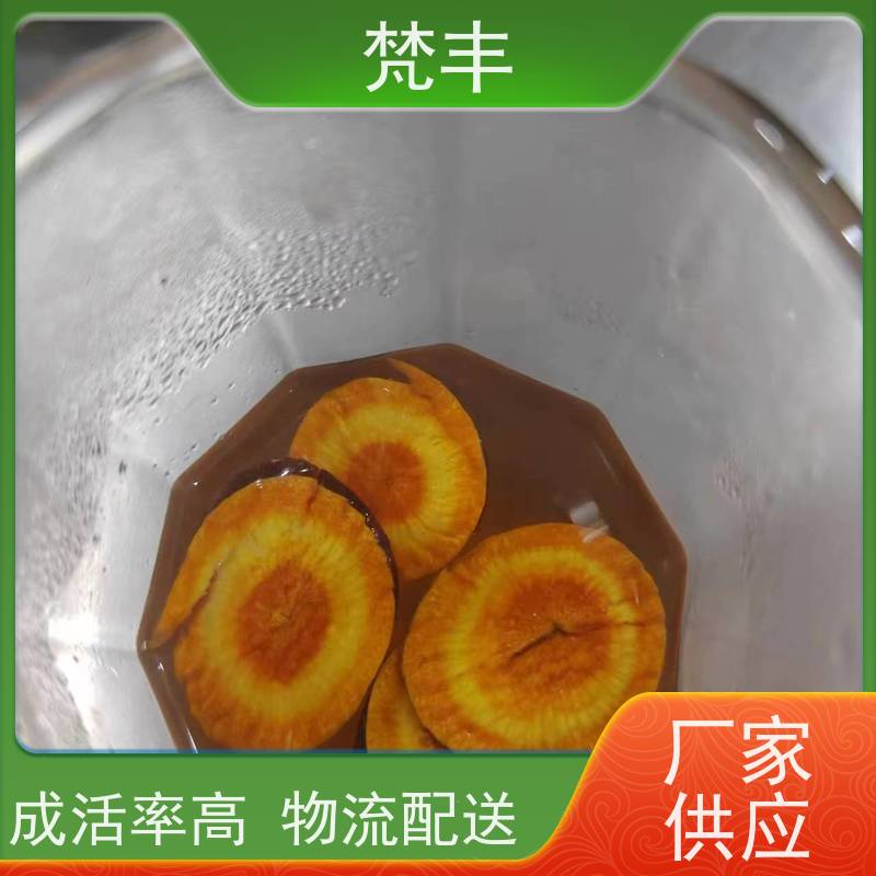 梵丰 虎杖驯化技术 各种规格支持过筛 基地直发 供货及时