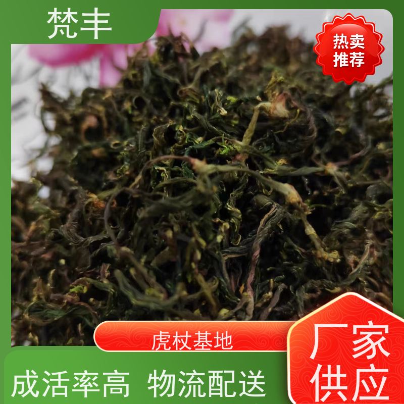 梵丰 虎杖专用除草剂 提供种植技术 长期供应 诚信经营