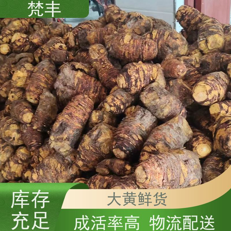 梵丰 大黄驯化种子 中药材苗容易种活 欢迎来电洽谈