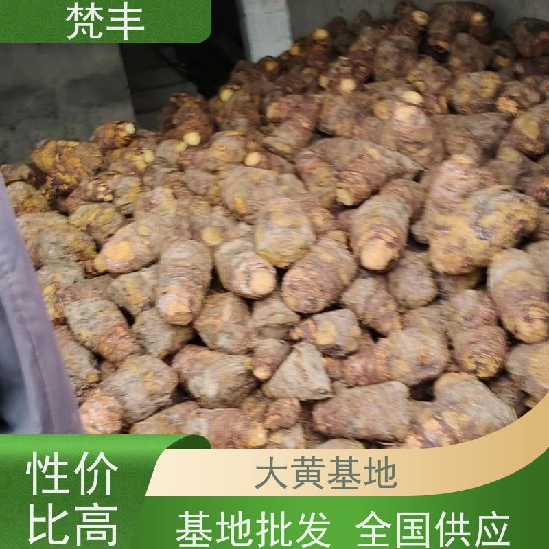 梵丰 大黄驯化苗 成活率高 品质好 基地直发 供货及时