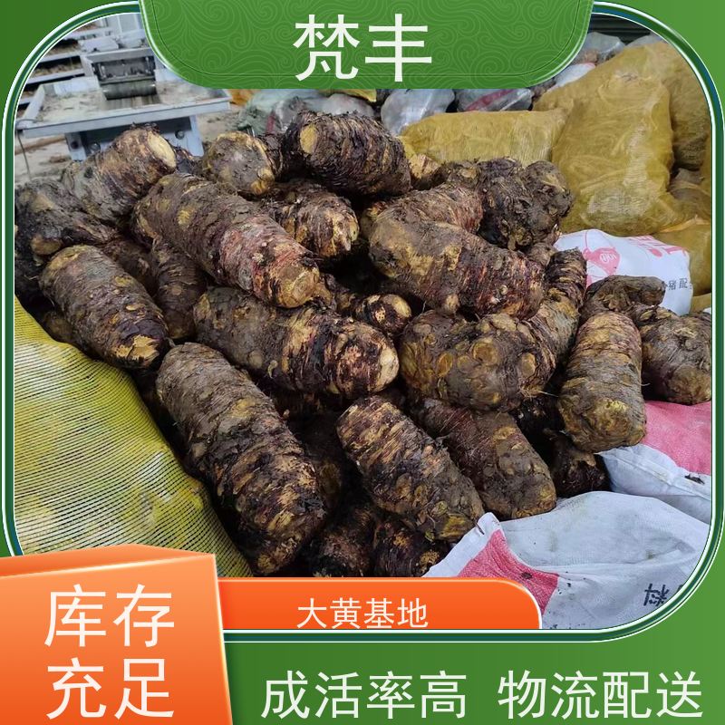 梵丰 大黄驯化苗 手选大片原材料 在线接单 物流配送 