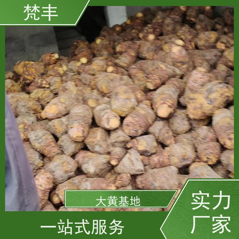 梵丰 大黄专用除草剂 手选大片原材料 库存充足 切片加工
