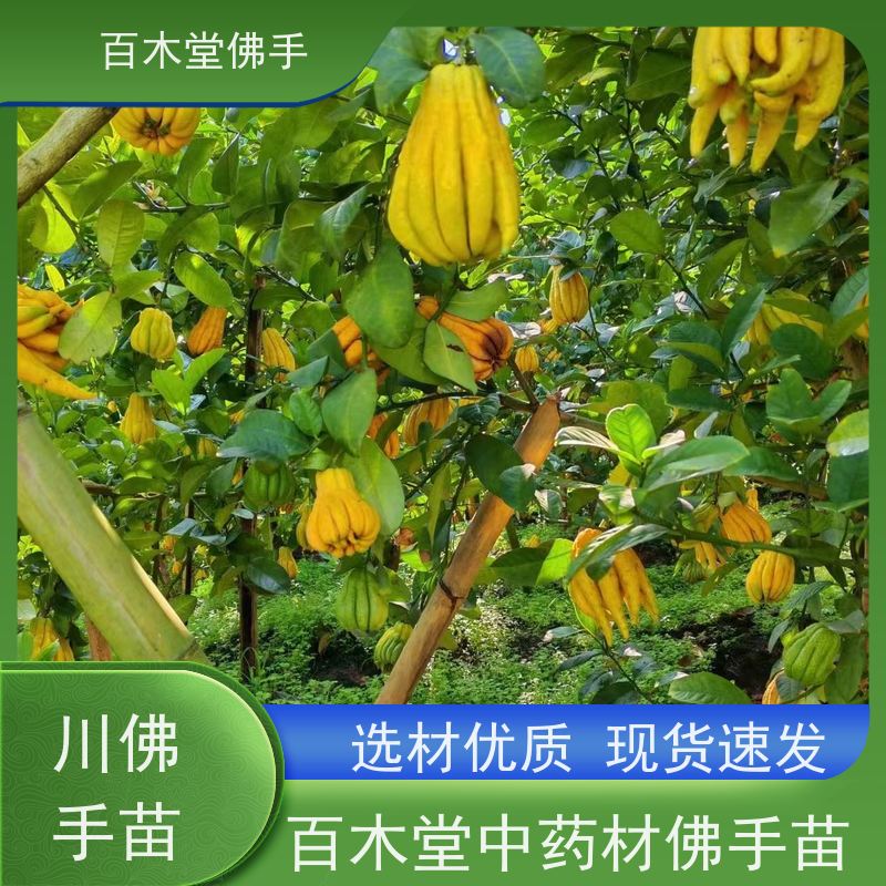 百木堂 广佛手苗 造型优美 易成活 中药材种植基地 