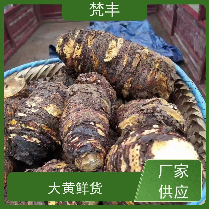 梵丰 马蹄大黄苗 现挖 好种 易成活 在线接单 物流配送 