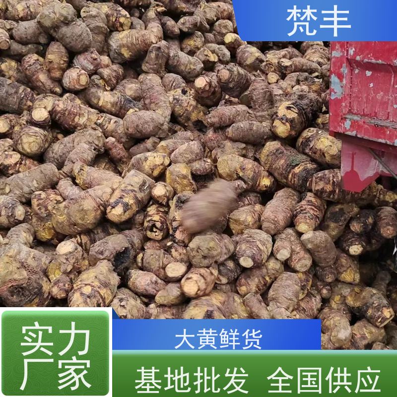 梵丰 大黄管理方法 原产地 种植基地 欢迎来电洽谈