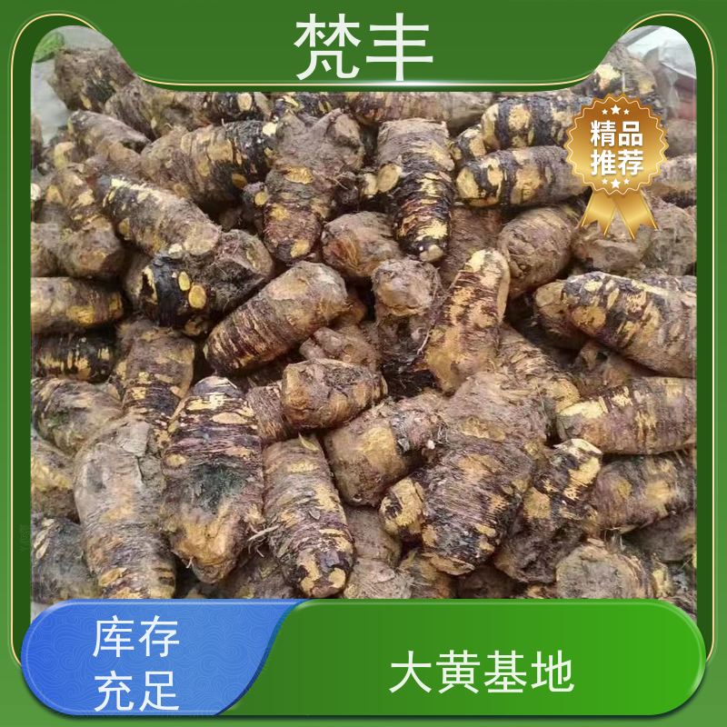 梵丰 大黄种植技术 手选大片原材料 长期供应 诚信经营